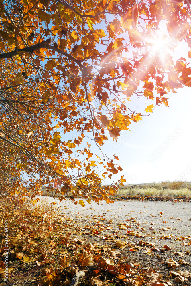 Paisaje de Otoño. Puesta de sol y arboles