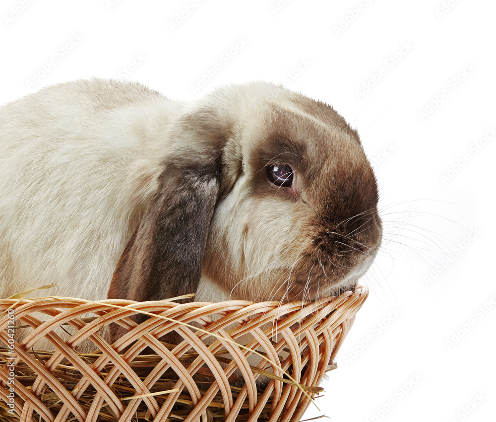 rabbit in a basket