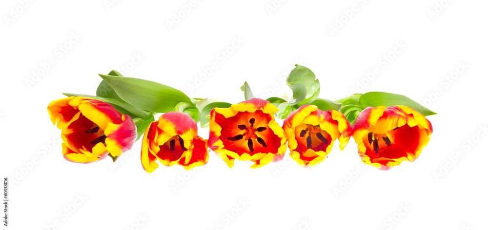 Beautiful Tulips on White Background