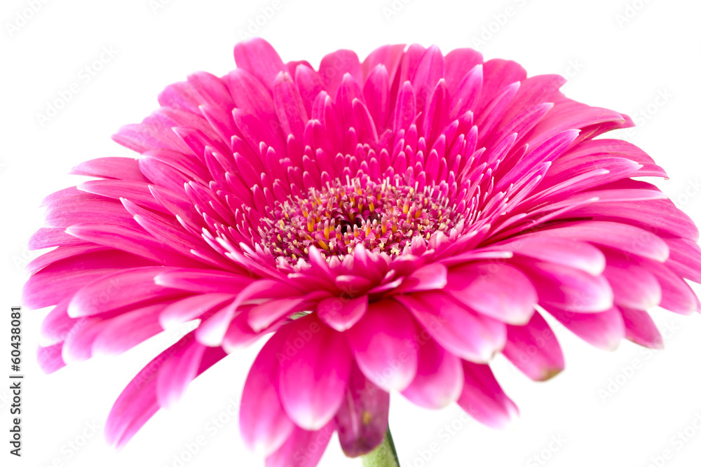 Gerber Daisy隔离在白色背景上