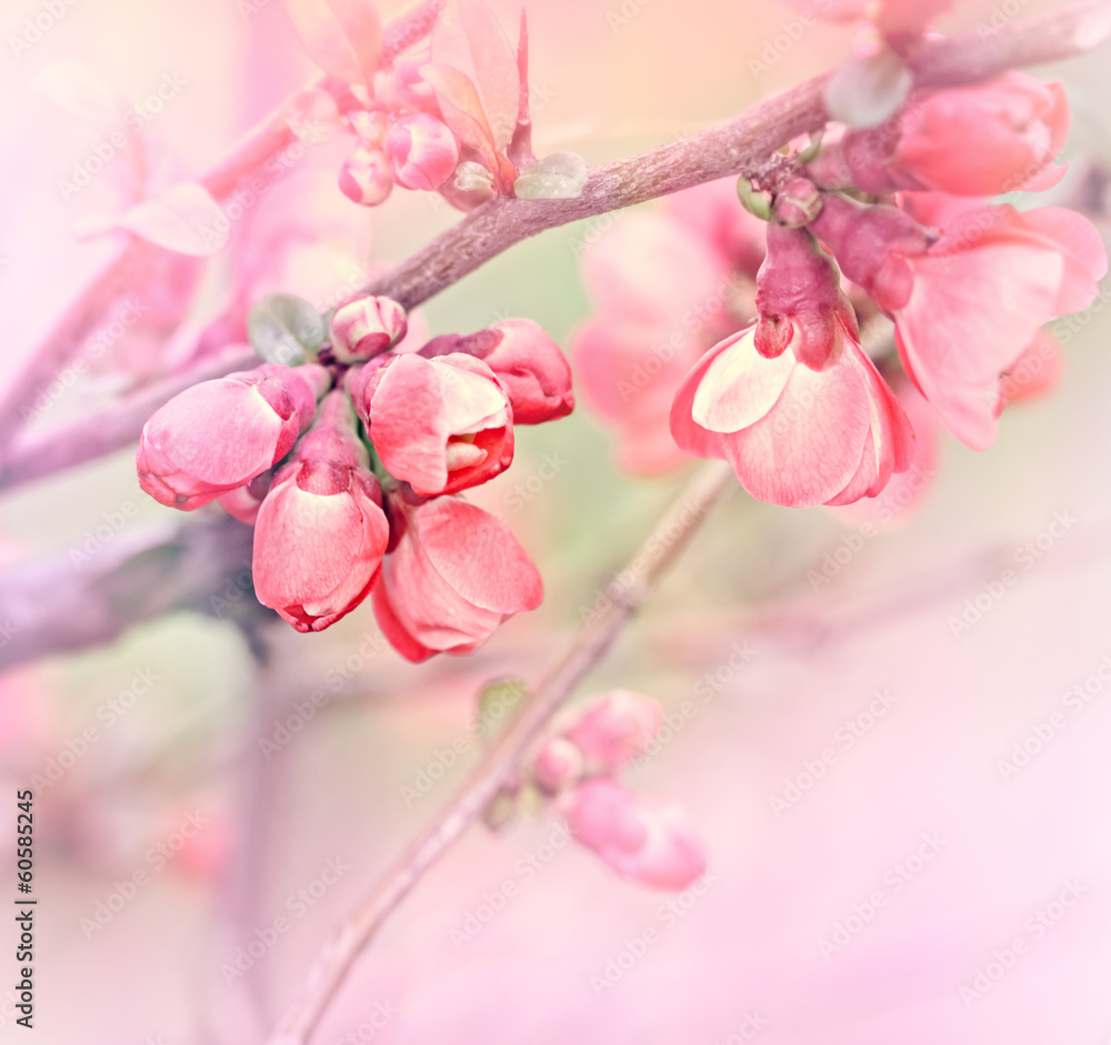 Budding bud  -  Flowering in spring