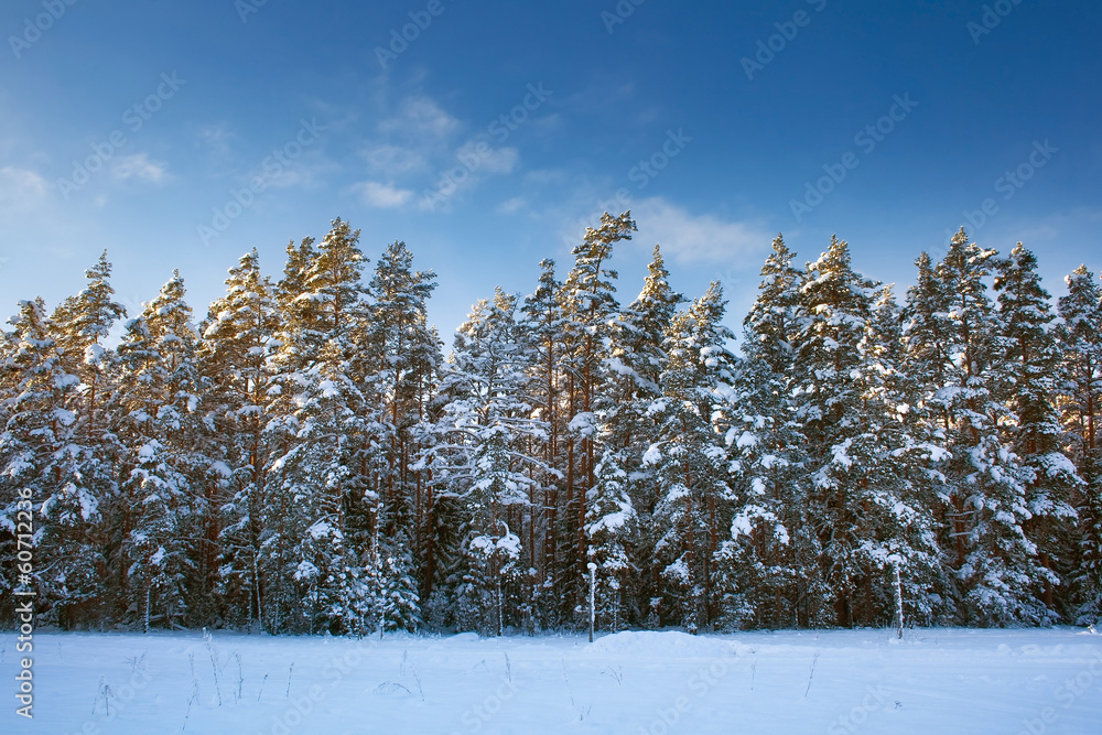 傍晚的雪地森林