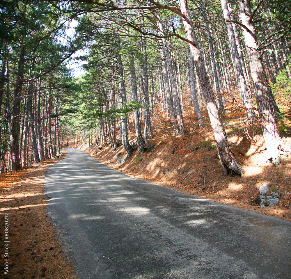 阳光明媚的松林中的道路。