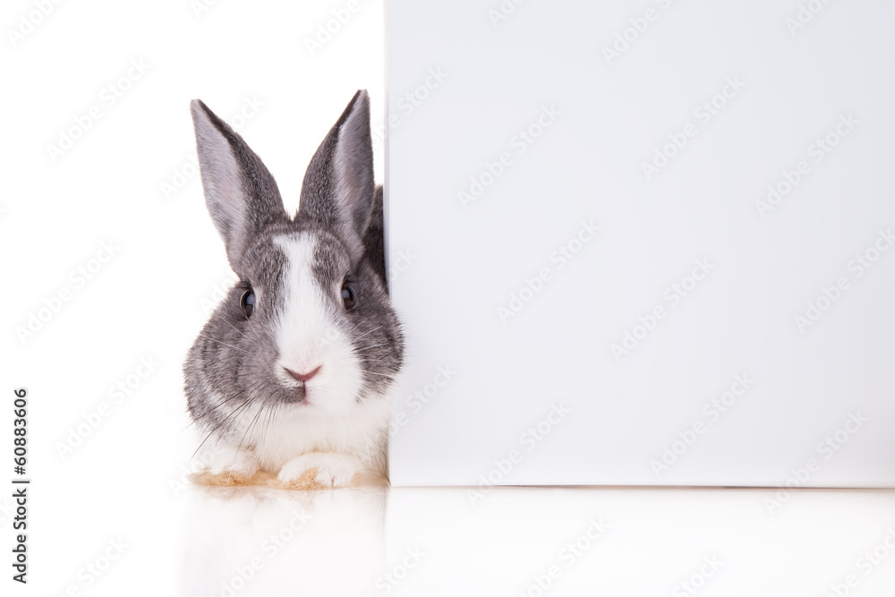 Rabbit with blank sheet on white background