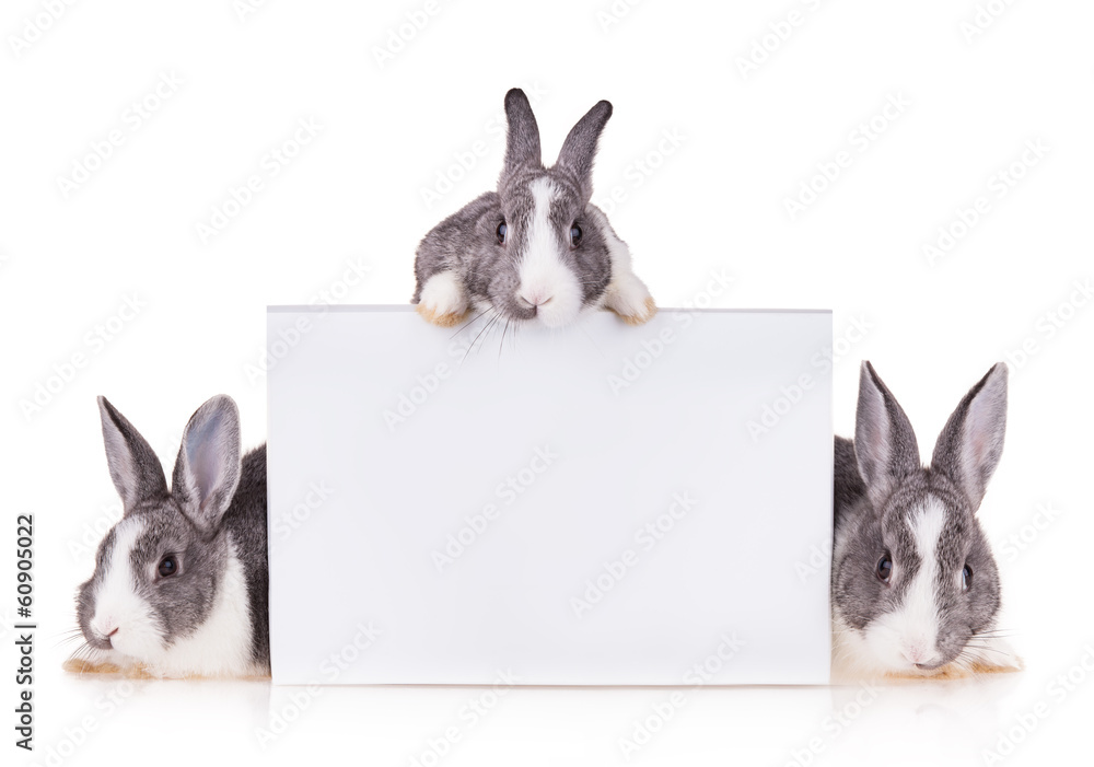 Rabbits on white background