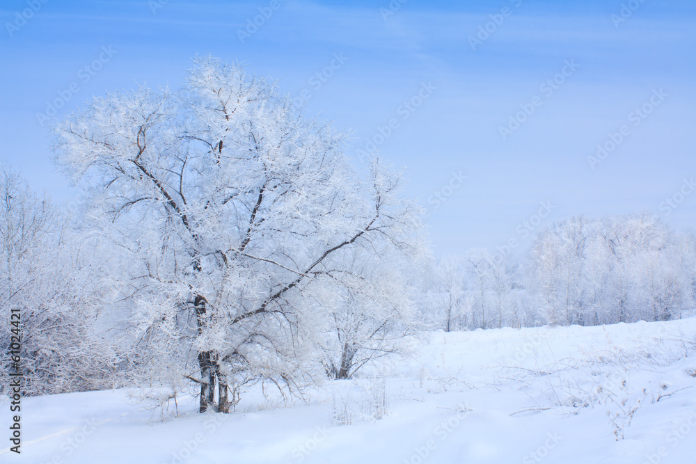 白雪树