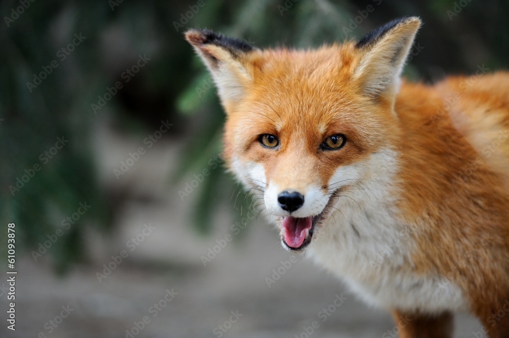 Red fox