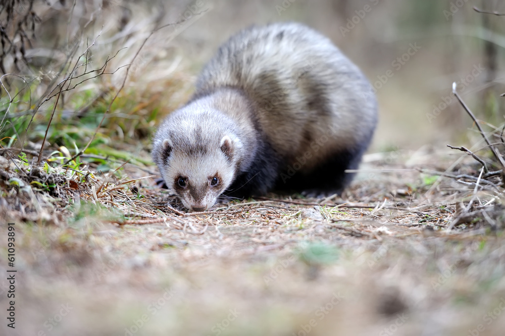 Polecat