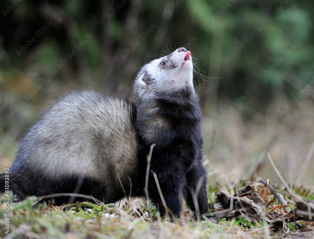 Polecat