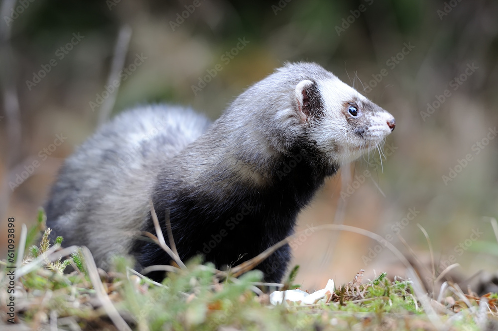 Polecat