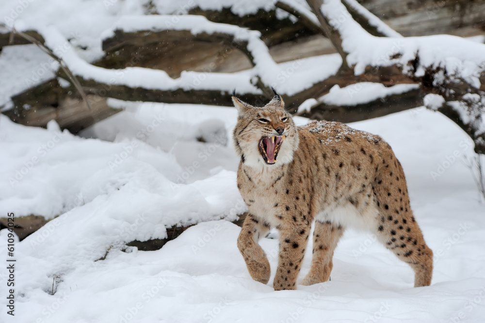 山猫