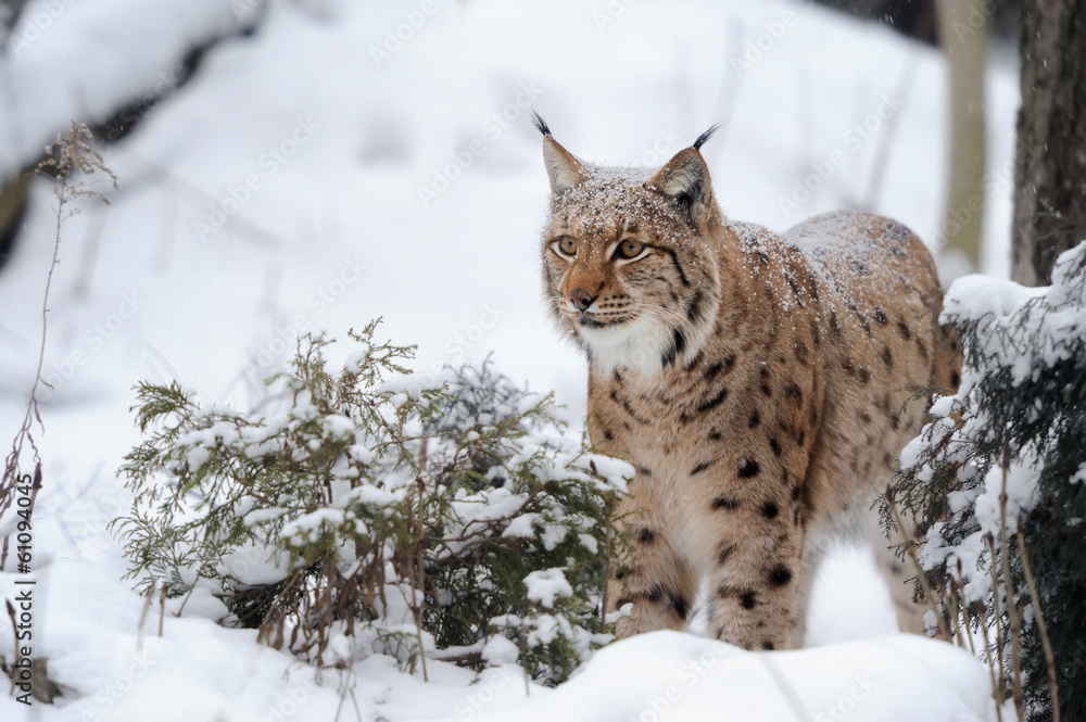 Lynx