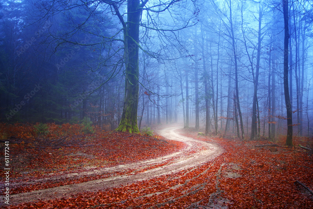 Mysterious forest road