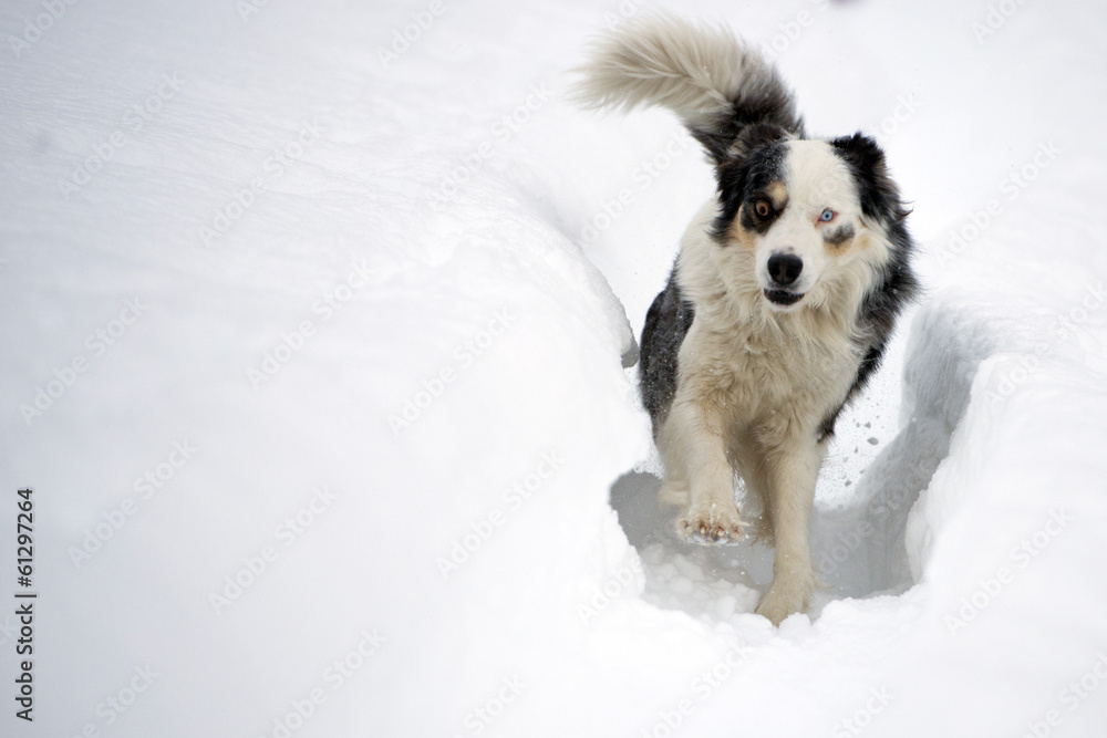 蓝眼睛的狗在雪地上奔跑