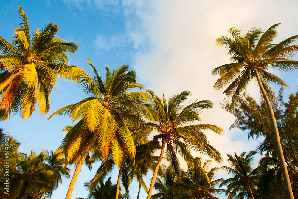 Palm trees at sunset in tropical paradise