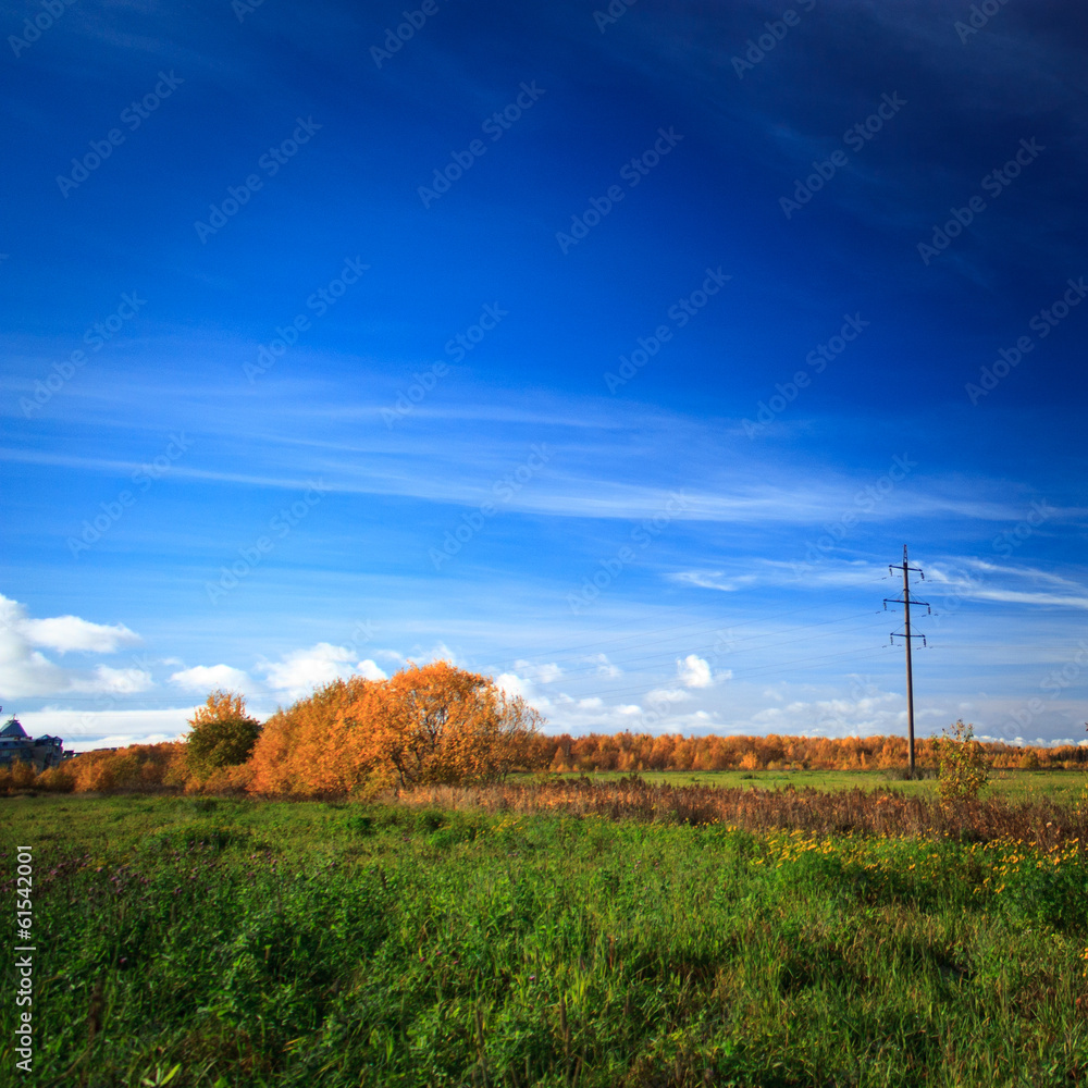 Flower field in spring time.