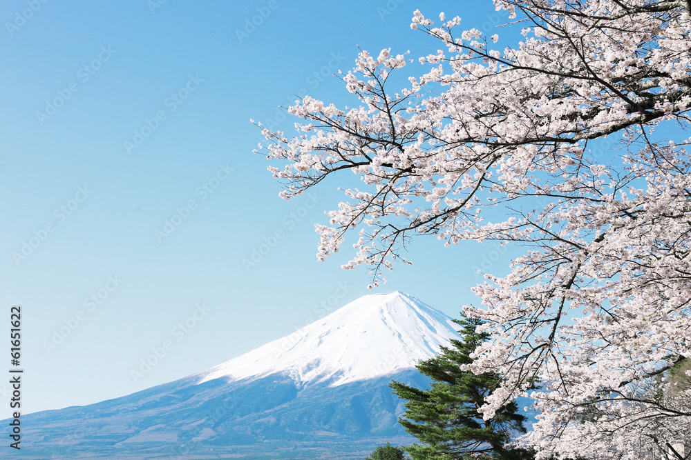 富士山と桜の風景