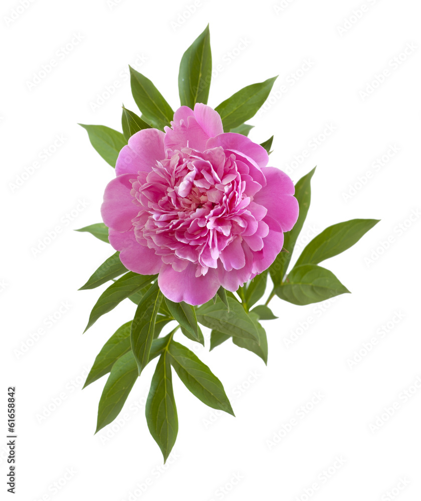 pink peony