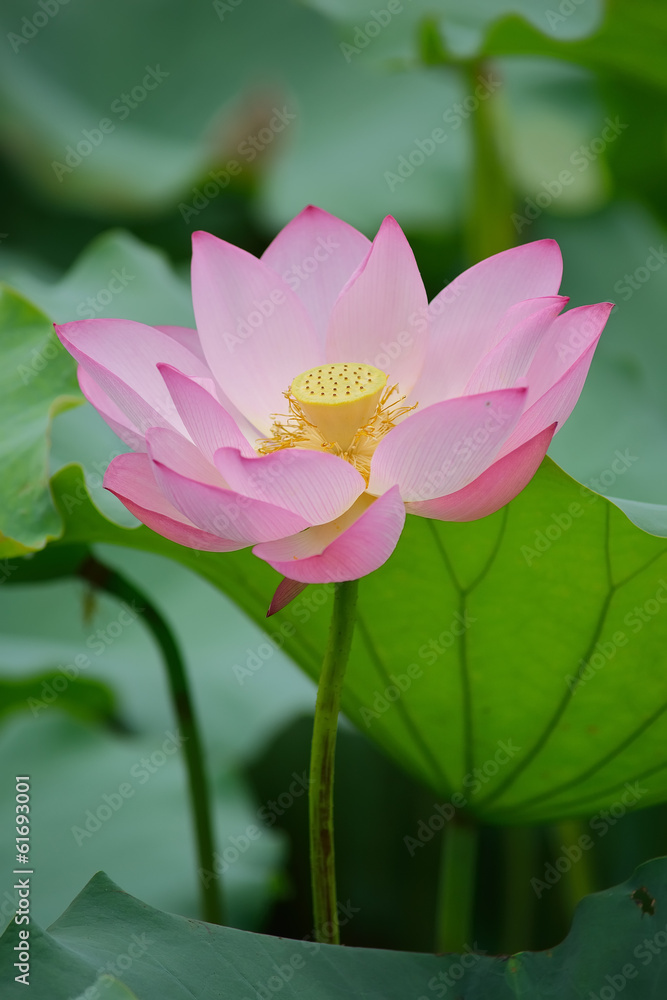 blooming lotus flower