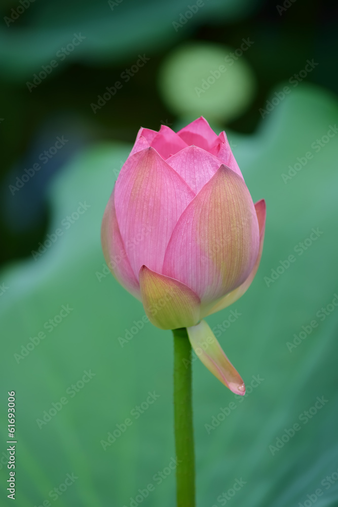 blooming lotus flower