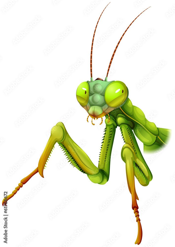 A praying mantis