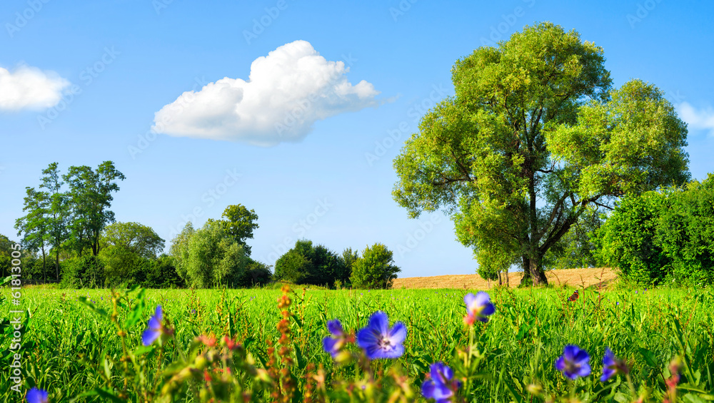 Idyllische Wiesenlandschaft bei schönstem Wetter