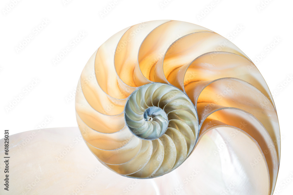 Nautilus Pompilius vor weißem Hintergrund