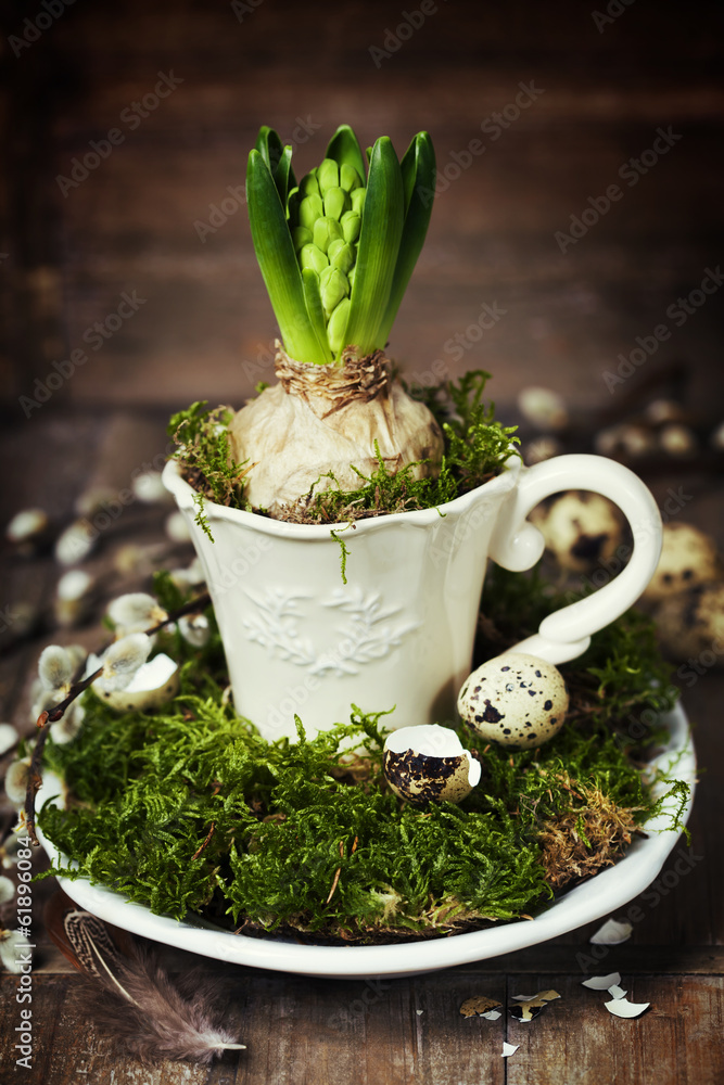 growing spring flower in a cup