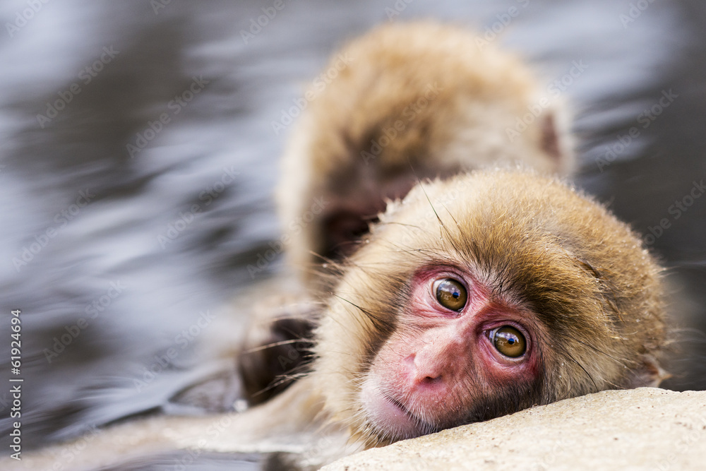 Japanese Snow Monkeys