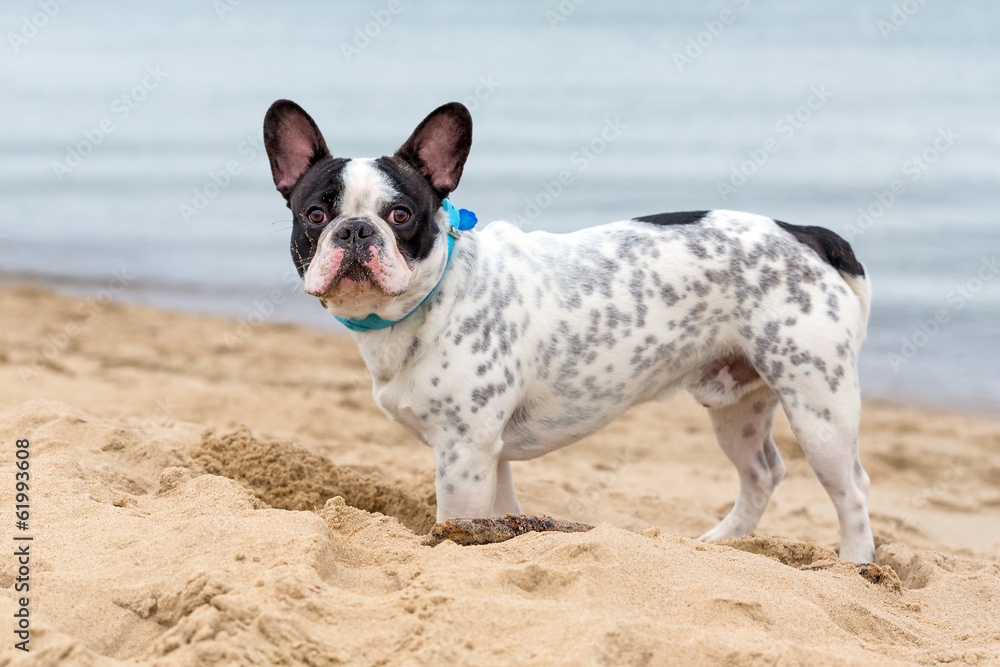 海滩上的法国斗牛犬