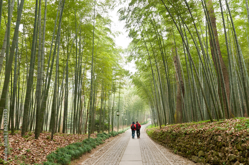 中国杭州的竹林步道