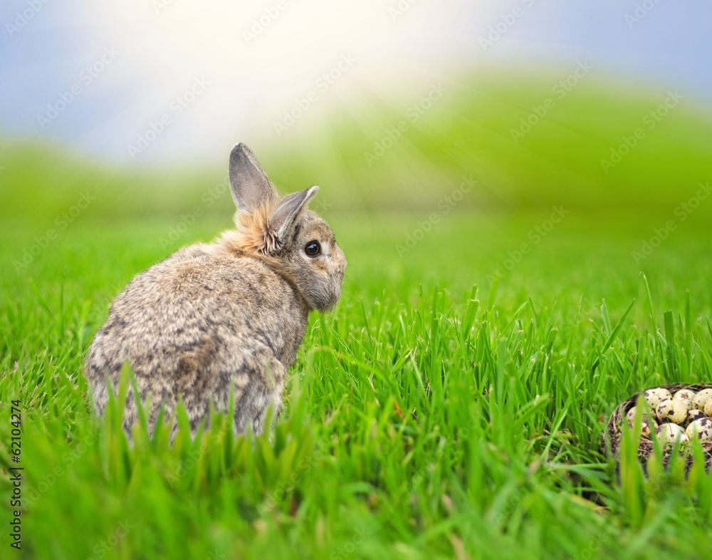 Osterhase im Gras