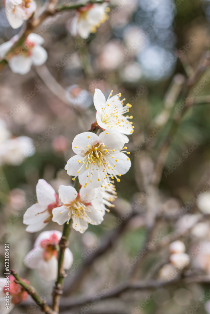 梅の花