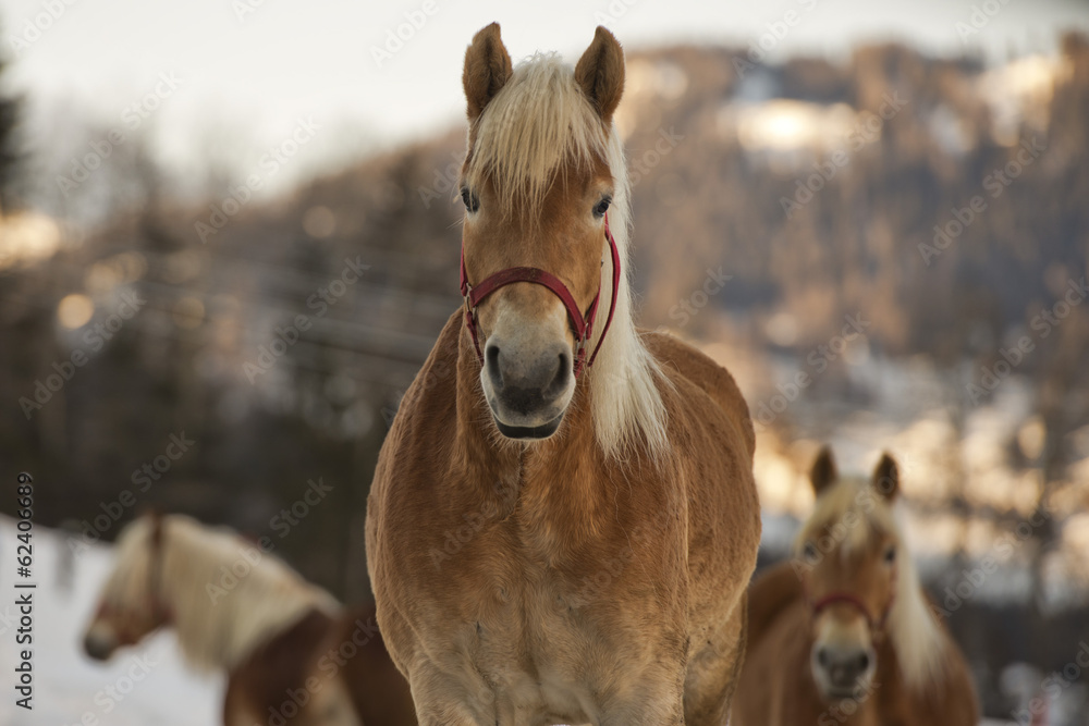 Horse portrait on the white snow