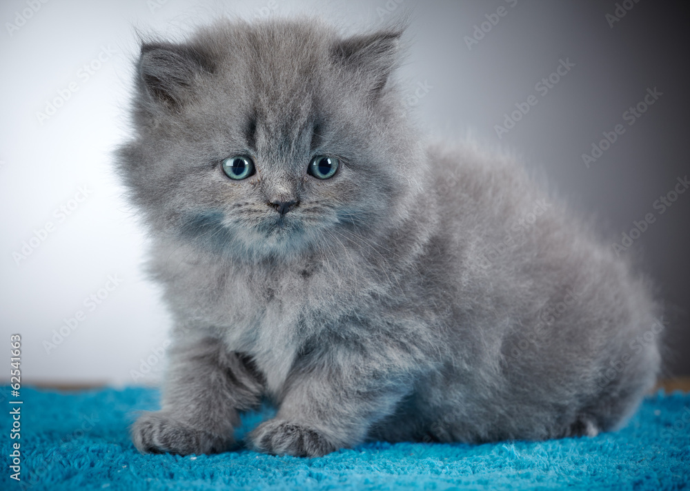 british long hair kitten