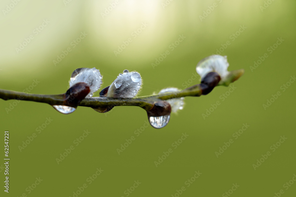 带雨滴的杨柳