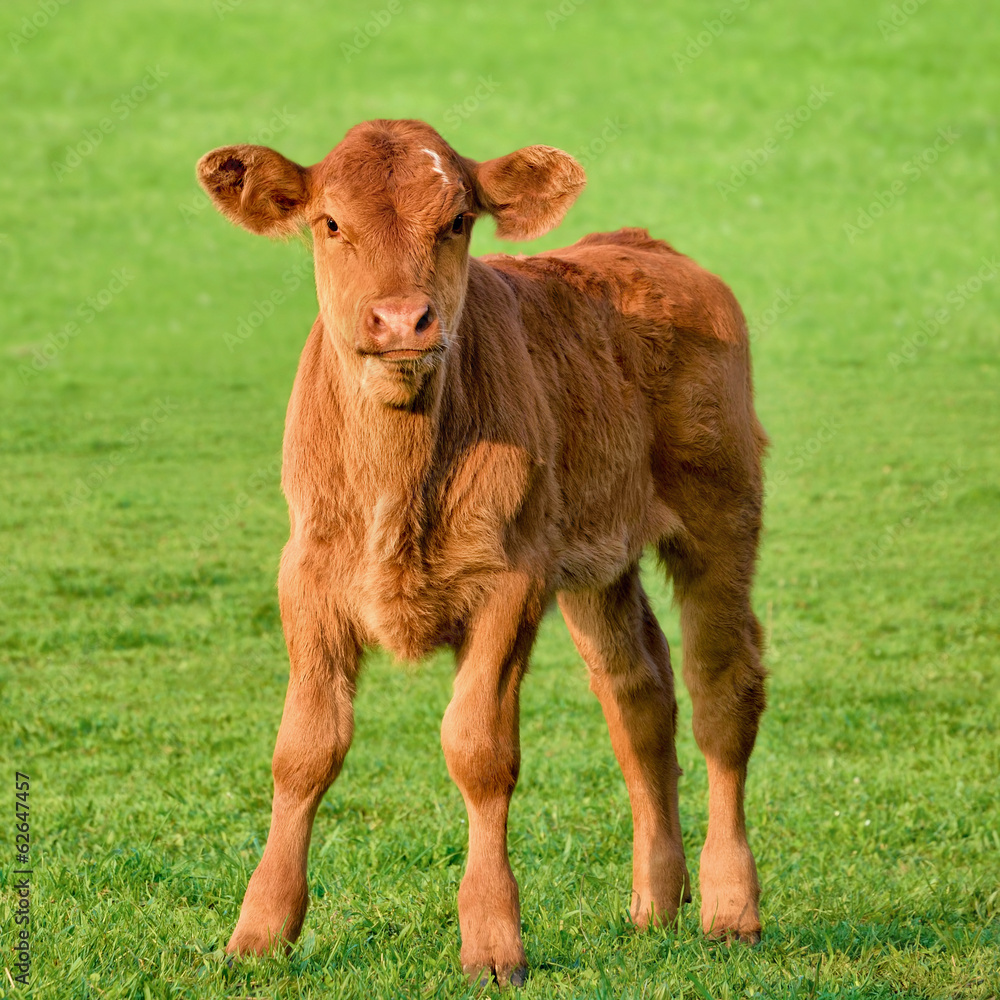 Glückliches Kälbchen auf Wiese