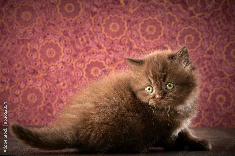 british long hair kitten