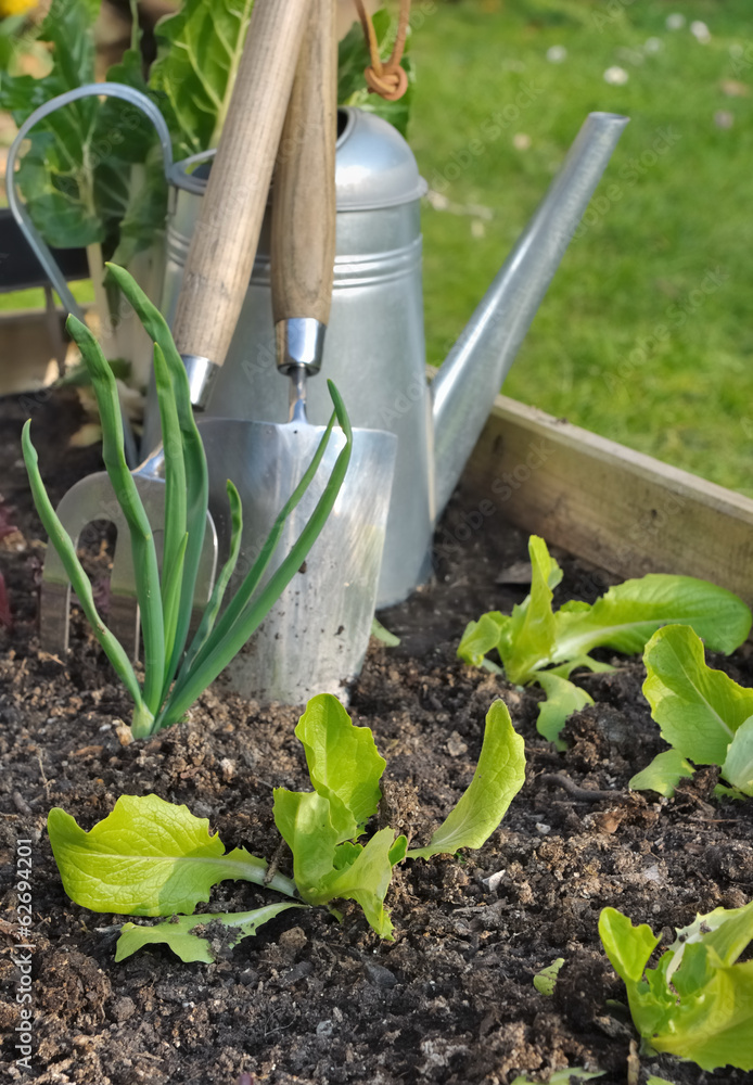 jeunes pousses de salade dans carré potager