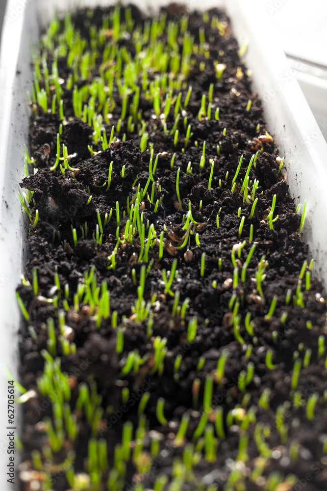 Macro shot of grass sprouts growing from soil at windowsill