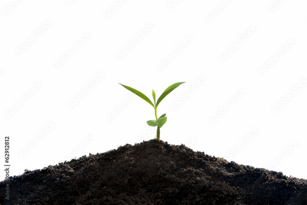 Young plant new life, isolated on white background.