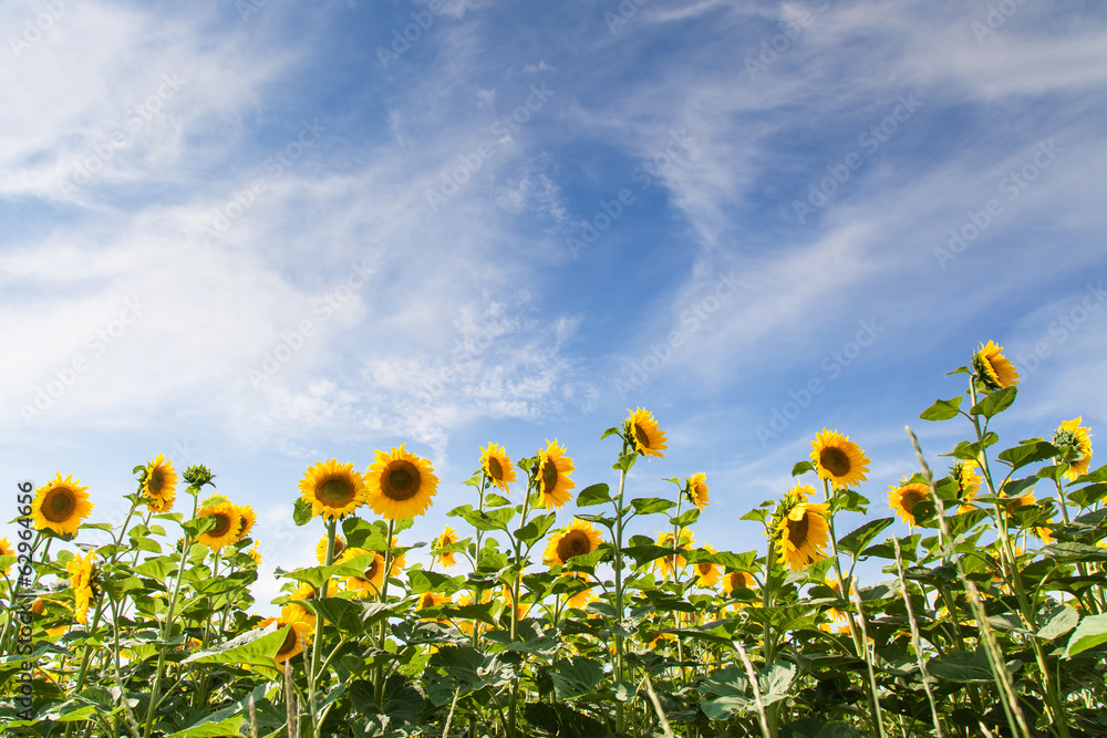 Sunflower field under blue sky