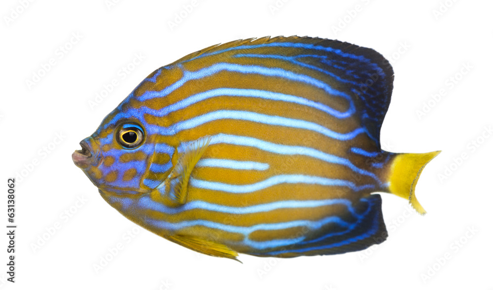 北Angelfish，Chaetodontoplus sepentrional的侧视图