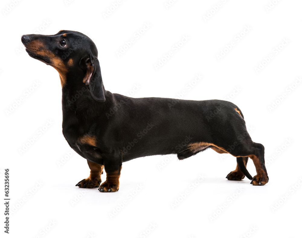 puppy dachshund