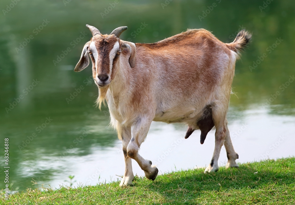 Goat beside a lake