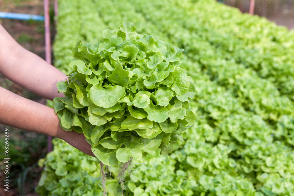 Organic hydroponic vegetable on hand in a garden