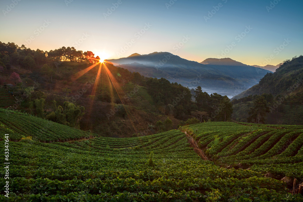 strawberry garden at doi angkhang mountain, chiangmai : thailand