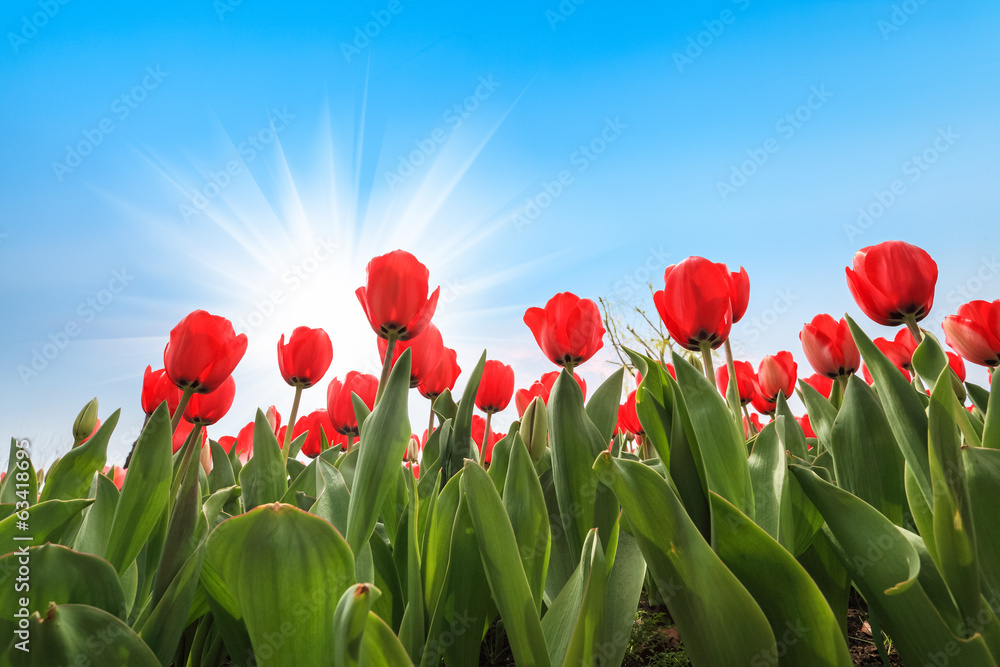 many red tulips over blue sky