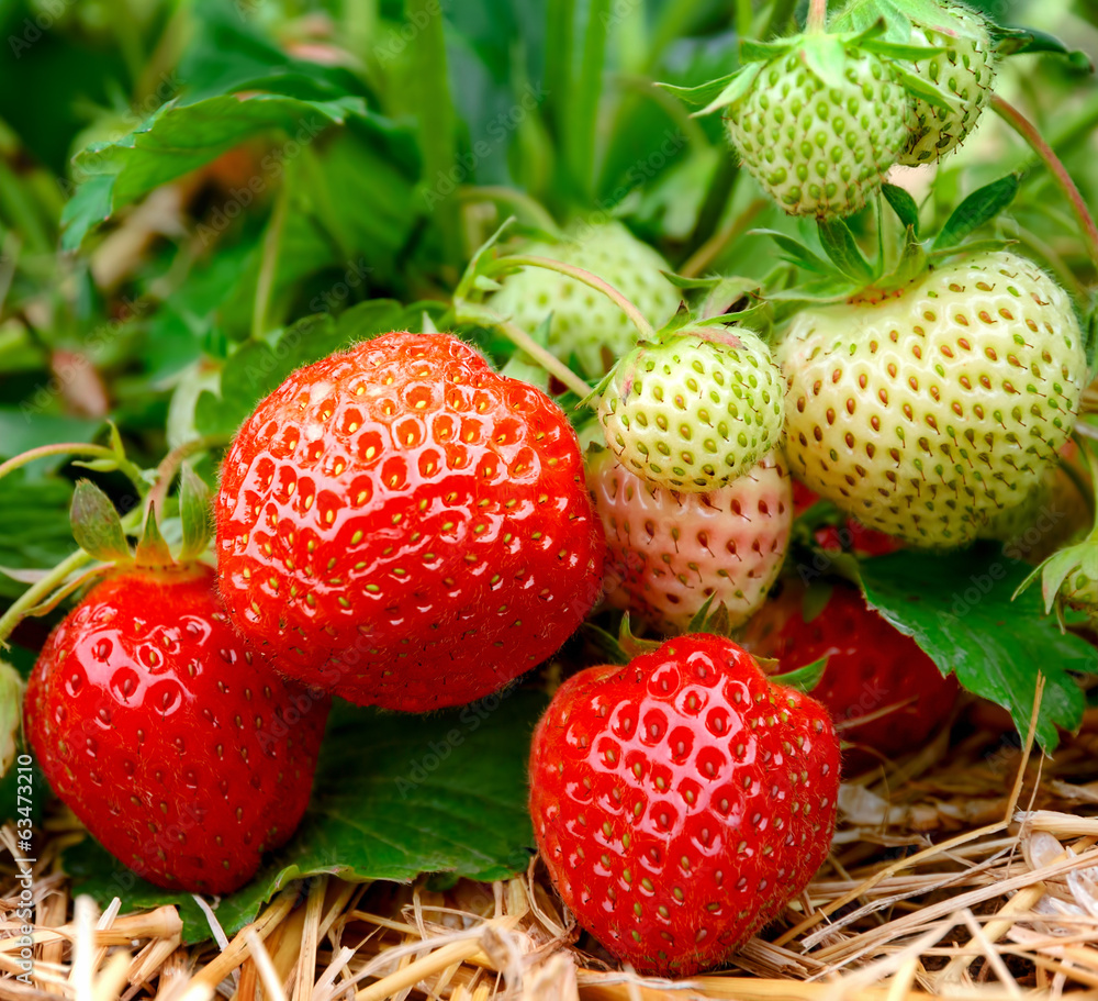 Erdbeeren am Strauch