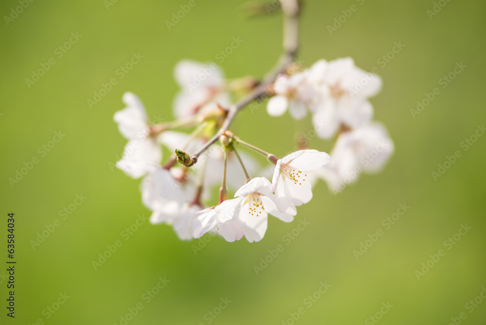 桜